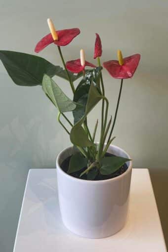 Anthurium Indoor Pot Plant
