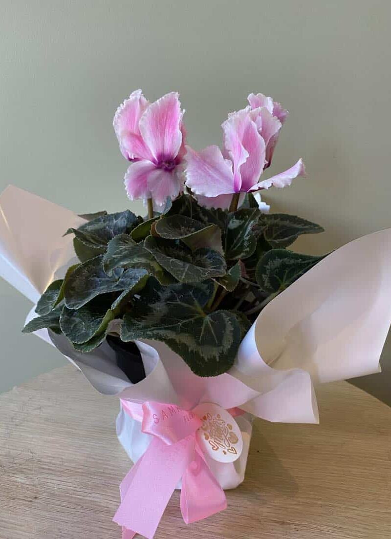 Cyclamen Plant