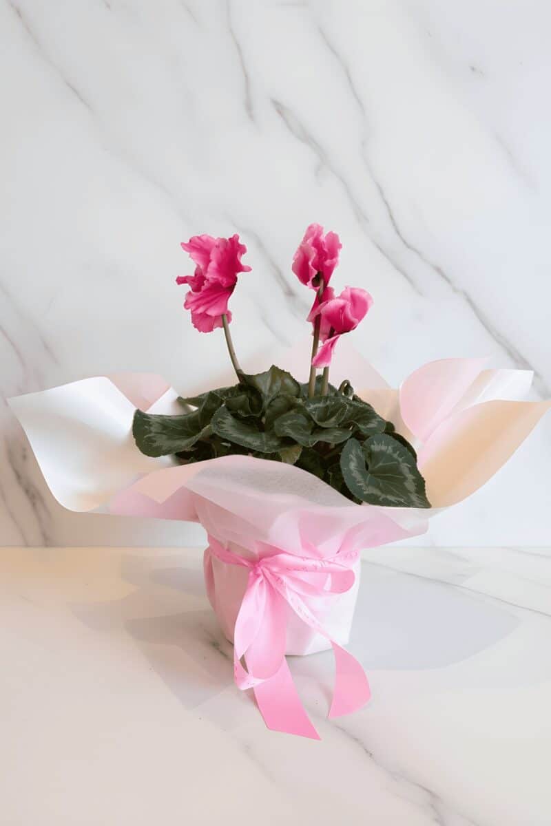 Cyclamen Plant