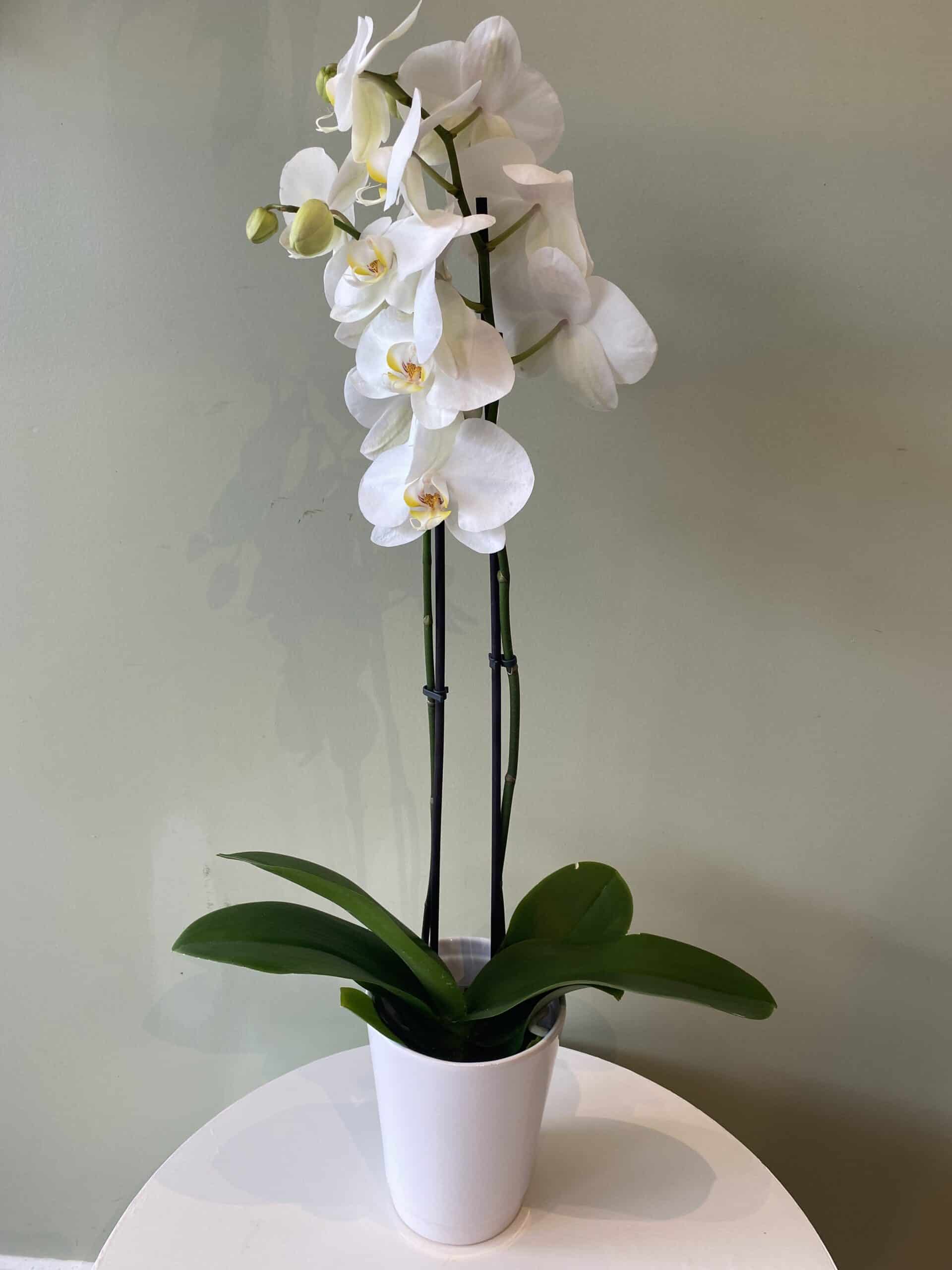 Phalaenopsis Orchid Plant