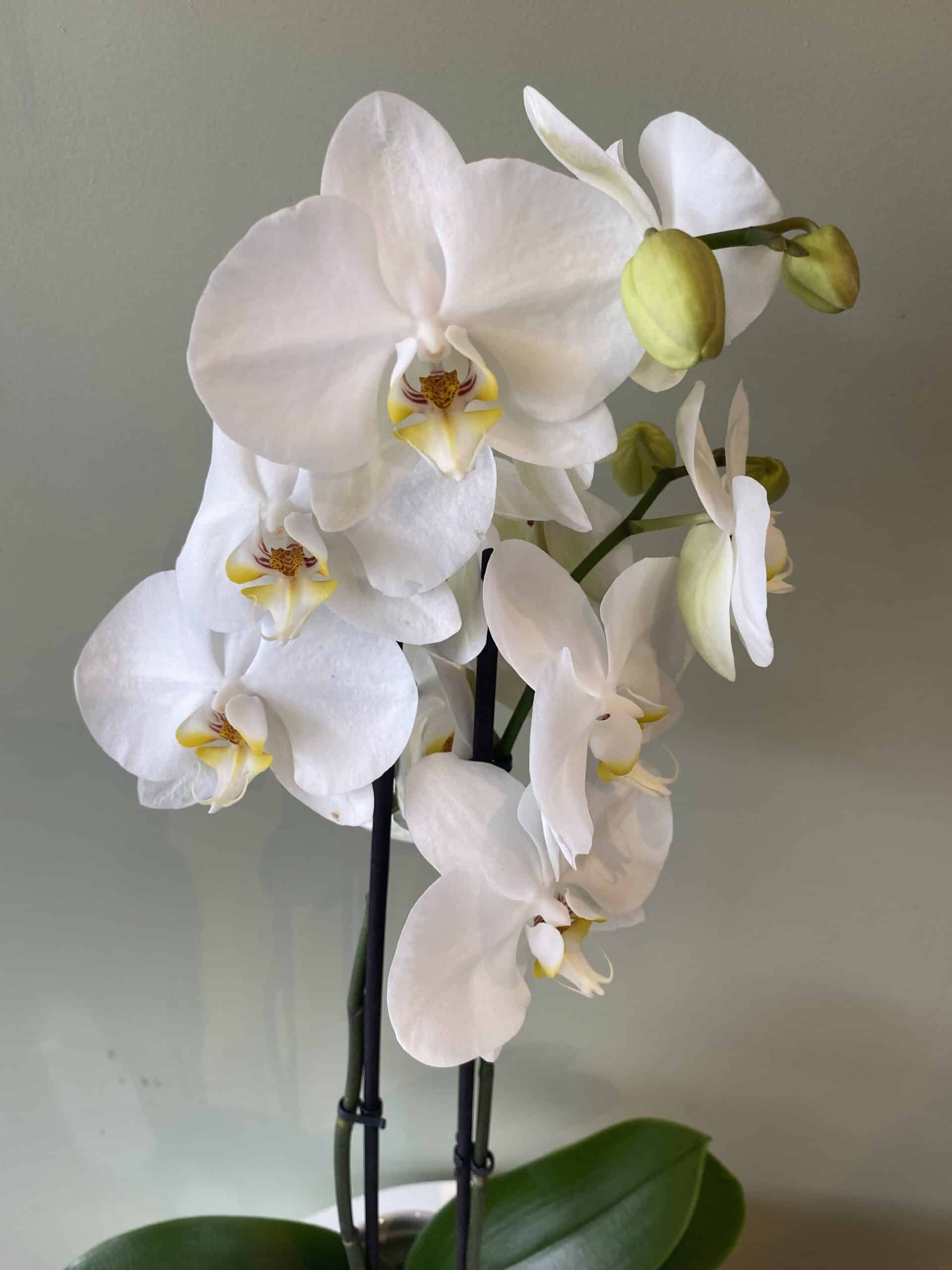 Phalaenopsis Orchid Plant - Image 2