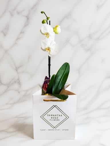 Phalaenopsis Orchid Plant single stem