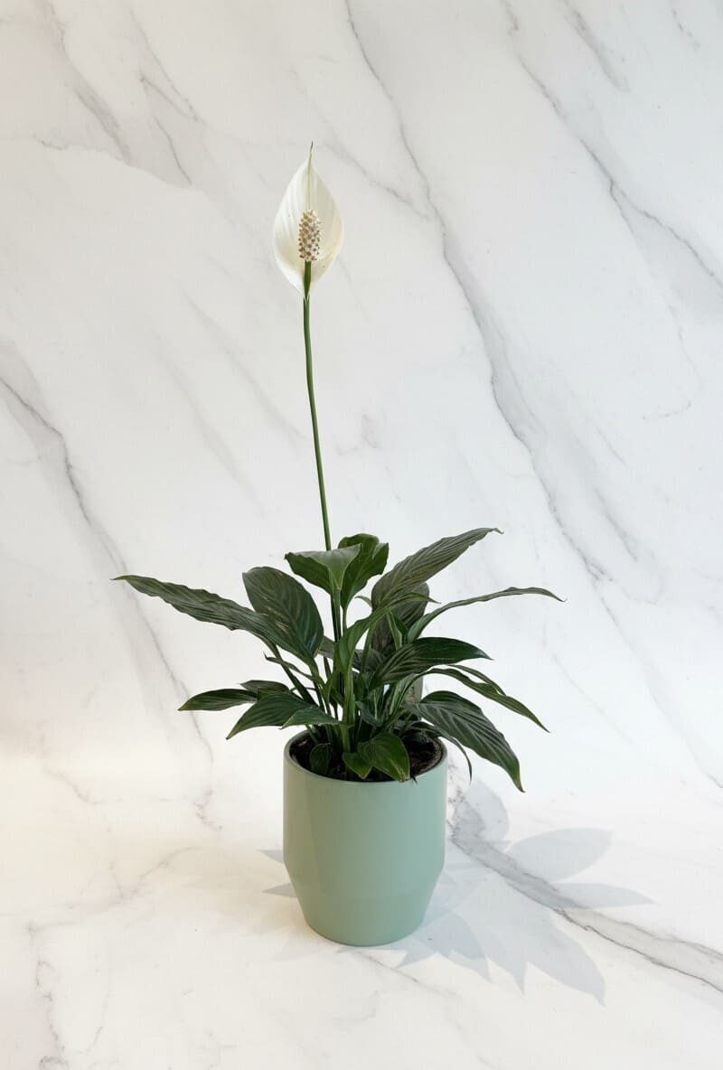 Peace Lily