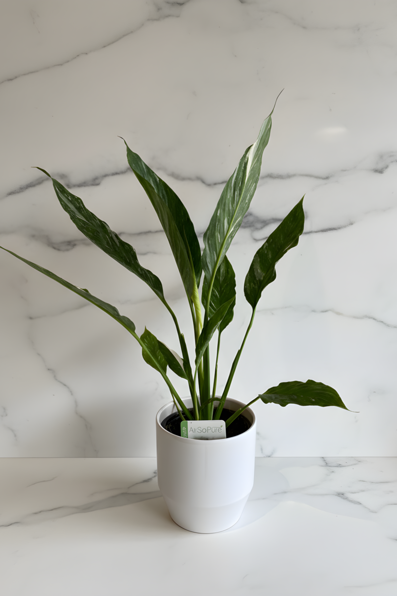 Peace Lily plant