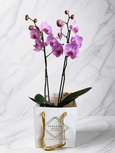 Coloured double orchid plant